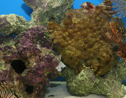 Coral base rock with coralline algae